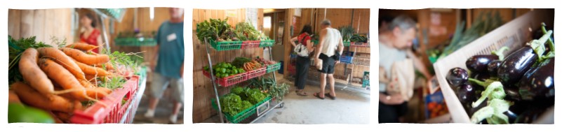 frise légumes Biau Jardin